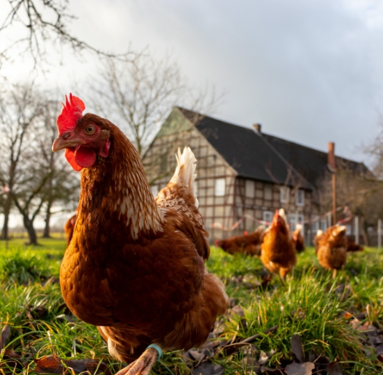 Avimeg Feed Additives