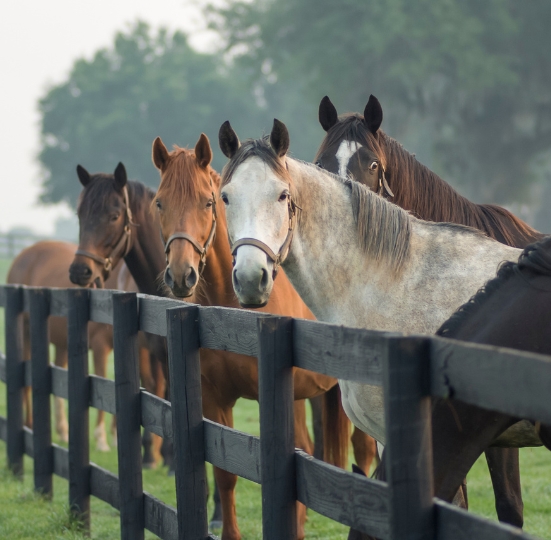 LipiGain Equine horse feed supplements