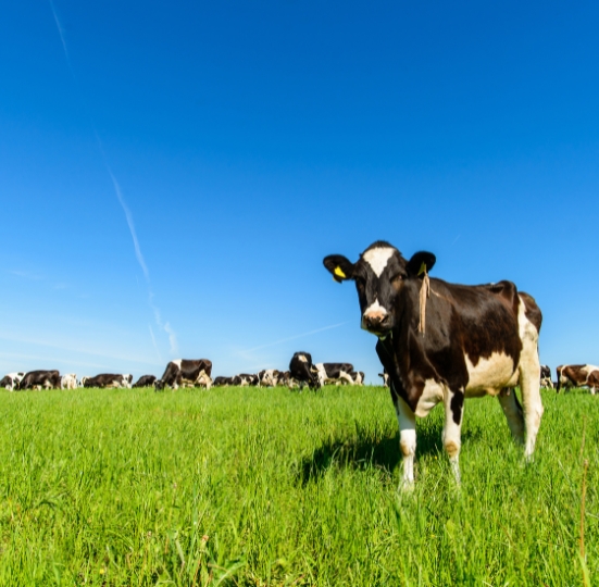 R3 Cow Feed Supplements